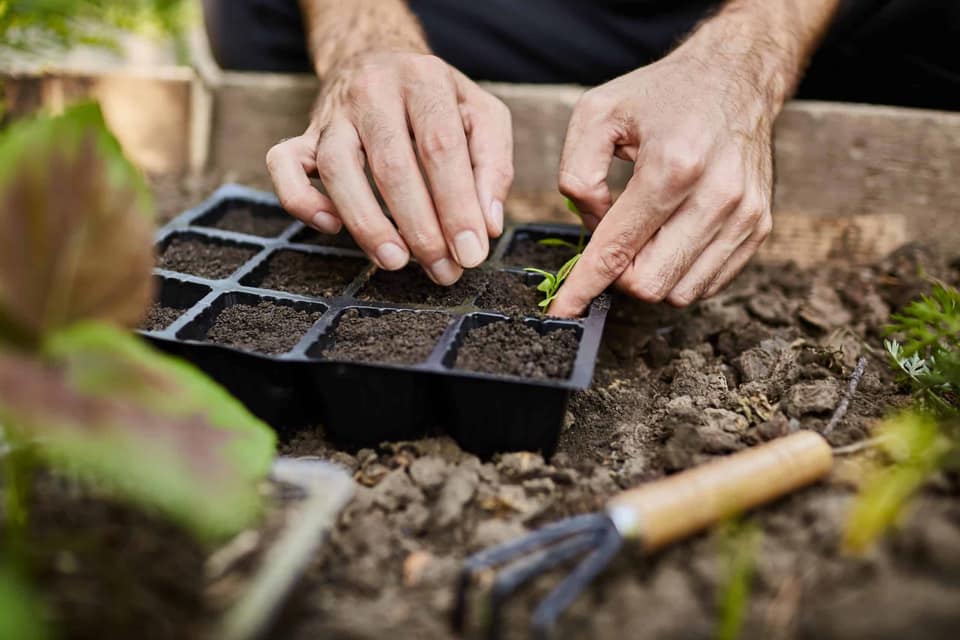 Mãos plantando mudas em uma bandeja de terra
